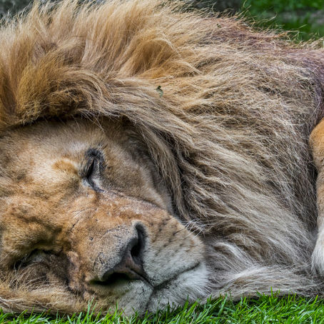 How does sleep affect male fertility? An underexplored aspect of reproductive health